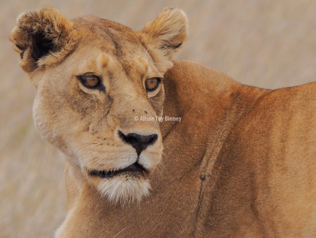 This beauty has more than the horizon in her sight. She chose to sit with us while she stalked her prey, alone in the north-east region of the Serengeti. It is rare to have a lion all to yourself in the Serengeti.