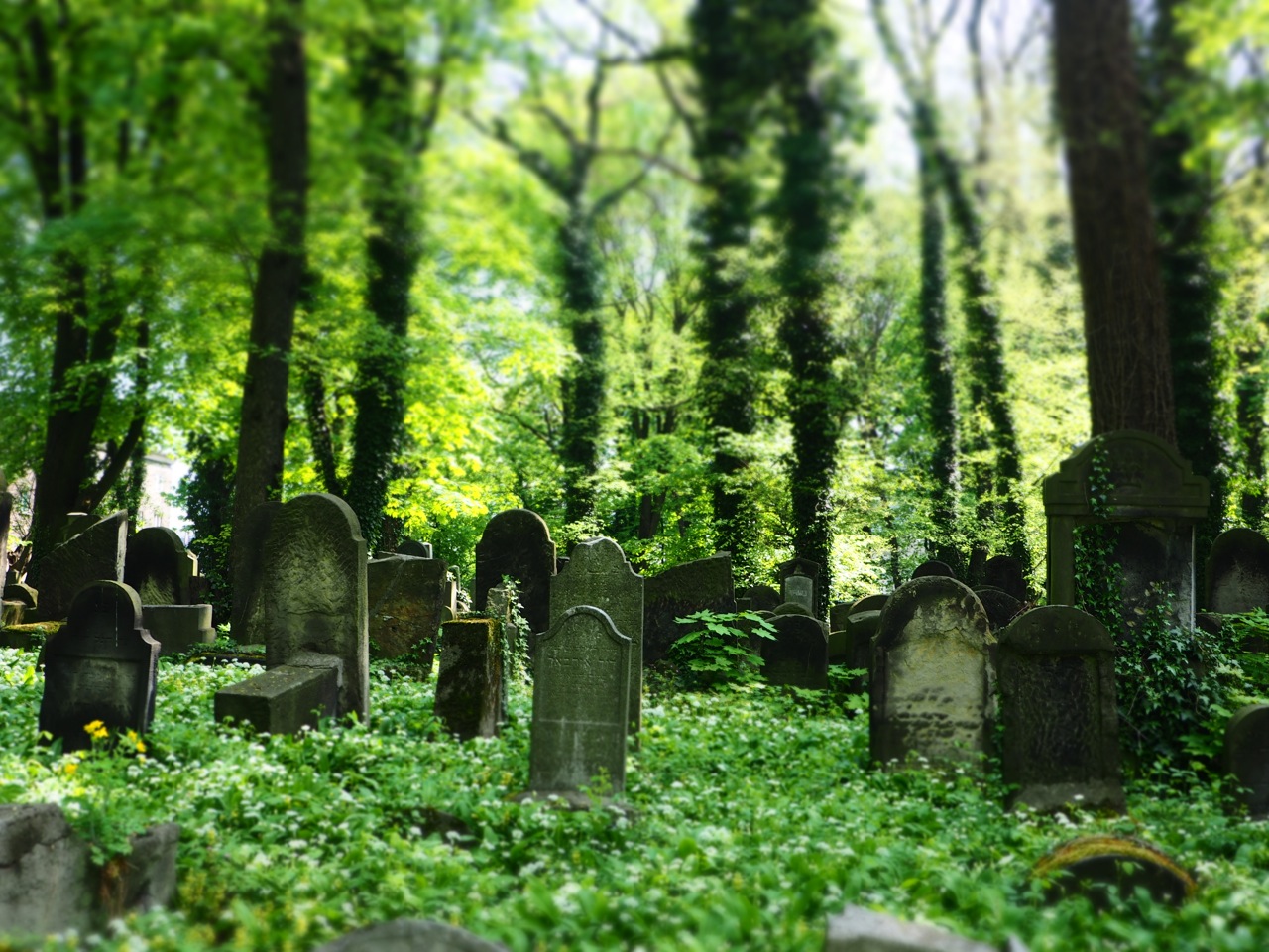 "The new Jewish Cemetery", Cmentarz Zydowski, established in 1800 and destroyed in WWII. It was 'tidied' up in 1957 and is today a monument to Holocaust victims. Image: Alison Binney