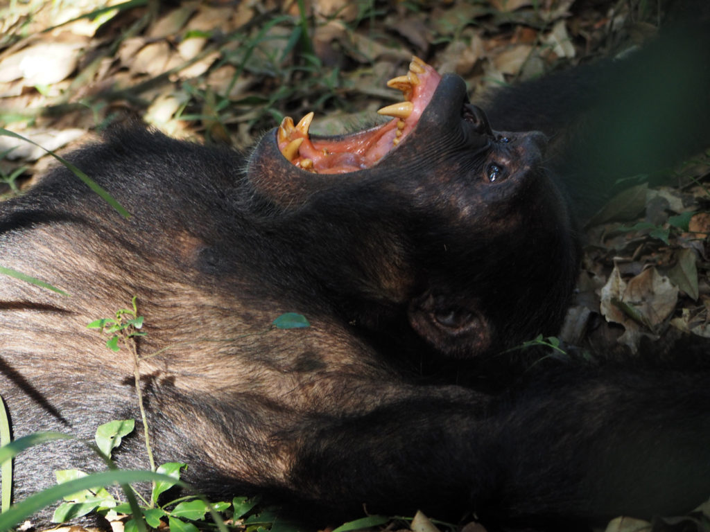 Chimpanzee tracking in Kibale National Park, Uganda, 2014. Image: Alison Binney