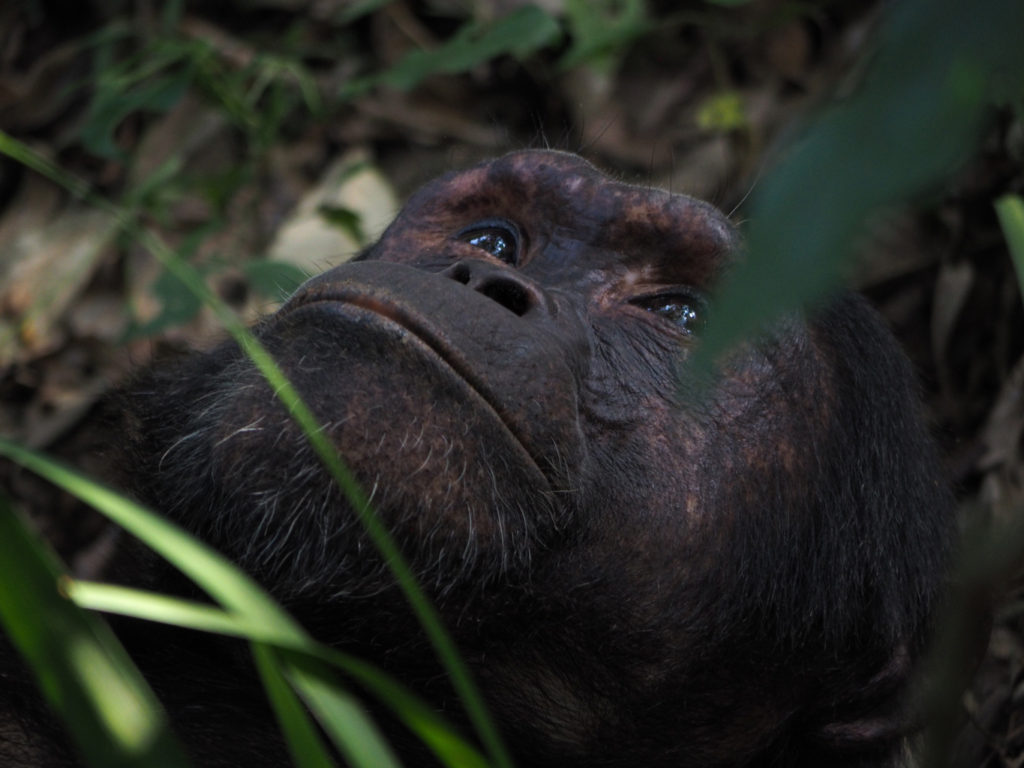 Chimpanzee tracking in Kibale National Park, Uganda, 2014. Image: Alison Binney