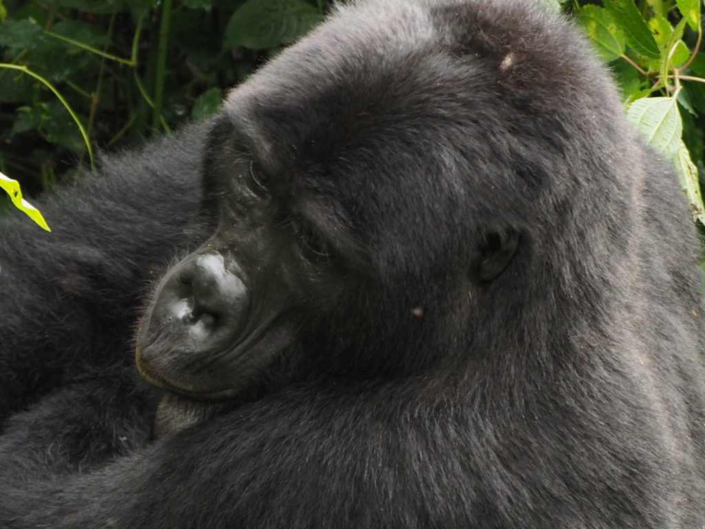 Nshongi gorilla group, Impenetrable National Park in Uganda. Image: Alison Binney