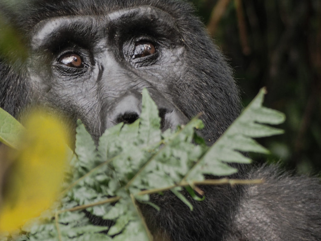 Nshongi gorilla group, Impenetrable National Park in Uganda. Image: Alison Binney