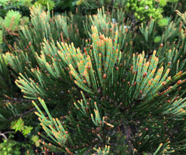Flora along the Tasman Peninsula